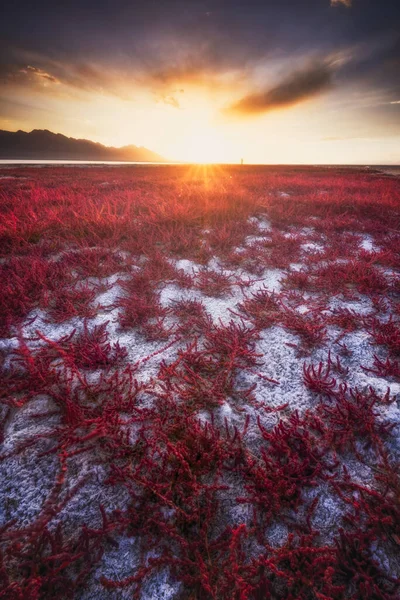 Disparo Vertical Del Campo Congelado Con Plantas Rojas Hermosa Puesta — Foto de Stock