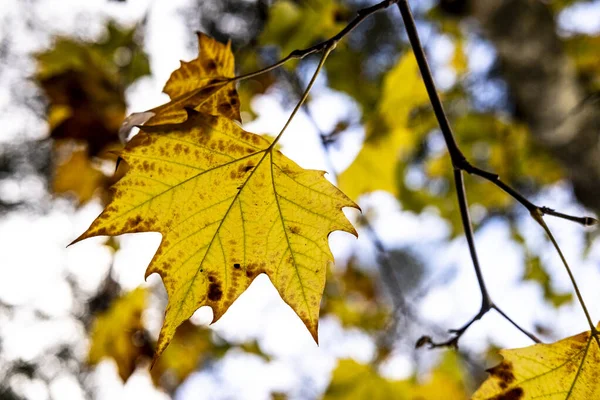 Selektywne Ujęcie Ostrości Gałęzi Jesiennymi Liśćmi — Zdjęcie stockowe