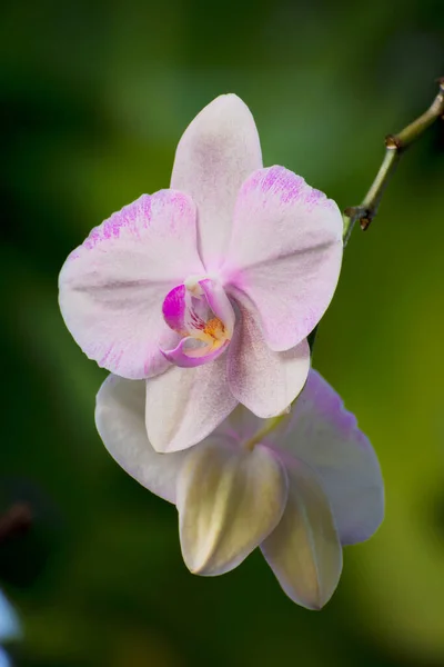 Plano Vertical Hermosas Flores Orquídea Aire Libre Durante Día — Foto de Stock