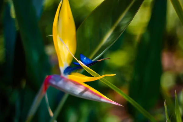 Primo Piano Della Bellissima Strelitzia Che Sboccia Nel Giardino San — Foto Stock