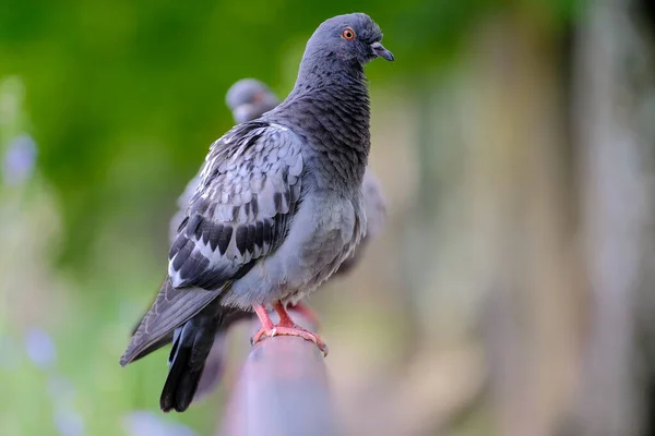 Een Prachtige Macro Shot Van Een Zwarte Duif Een Wazige — Stockfoto