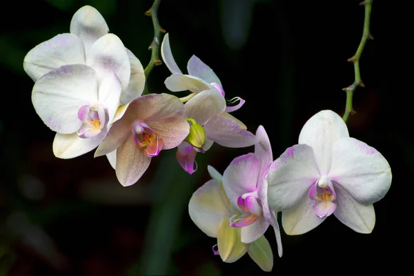 Selective Focus Shot Beautiful Orchid Flowers Outdoors Daylight — 图库照片