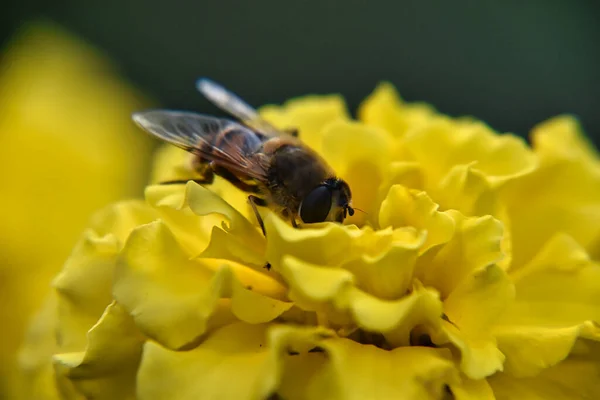 Close Shot Bumblebee Pollinating Yellow Flower Spring — Stockfoto