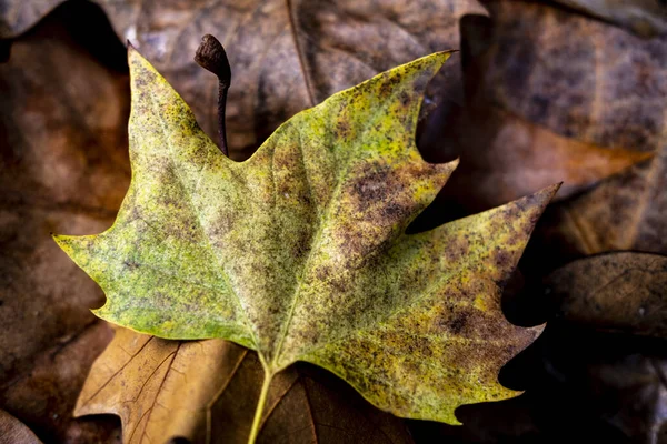 Dry Autumn Leaves Ground — Stock Photo, Image