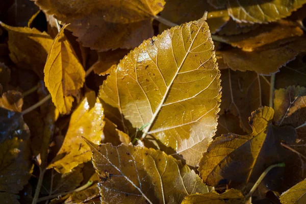 Detailní Záběr Žlutého Podzimního Mokrého Listí Slunci — Stock fotografie