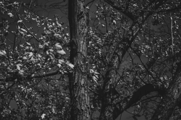 Мальовничий Вид Дерева Листям Парку Восени — стокове фото