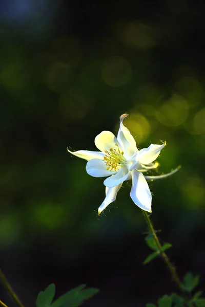 Vertical Shot Aquilegia Vulgaris Flower Blurred Background — Stock Photo, Image