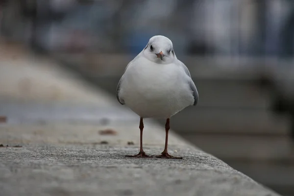 Mise Point Sélective Une Mouette Perchée Sur Mur Béton — Photo