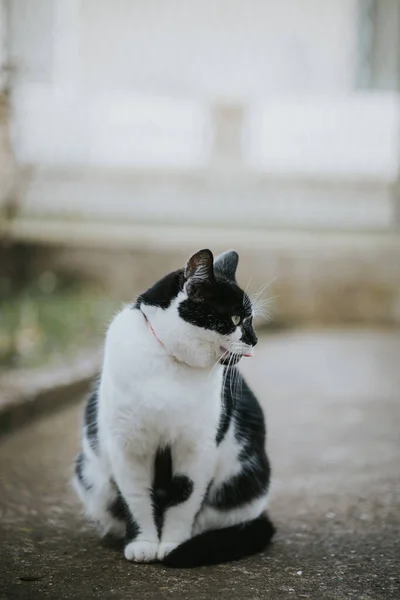 Vertikal Grund Fokus Svart Och Vit Katt Utomhus — Stockfoto