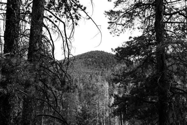 Cliché Niveaux Gris Une Forêt Des Montagnes Colorado — Photo