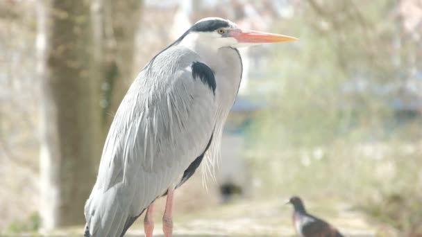 Closeup Footage Bird — Stock Video