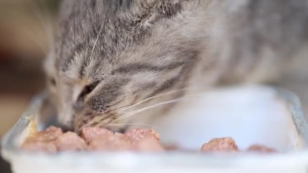 Zbliżenie Film Kot Jedzenie — Wideo stockowe