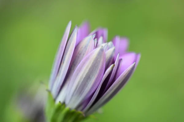 Közelkép Egy Zárt Rügyről Egy Lila Afrikai Százszorszép Virágról — Stock Fotó