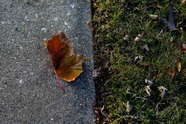 Nahaufnahme Eines Herbst Auf Den Boden Gefallenen Getrockneten Ahornblattes — Stockfoto
