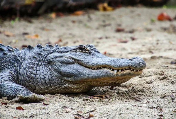Nahaufnahme Eines Gefährlichen Amerikanischen Alligators Zoo Von Sacramento — Stockfoto