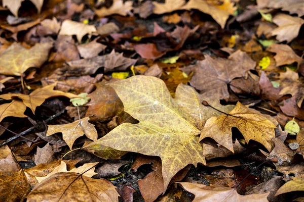 Ξηρά Φθινοπωρινά Φύλλα Στο Έδαφος — Φωτογραφία Αρχείου