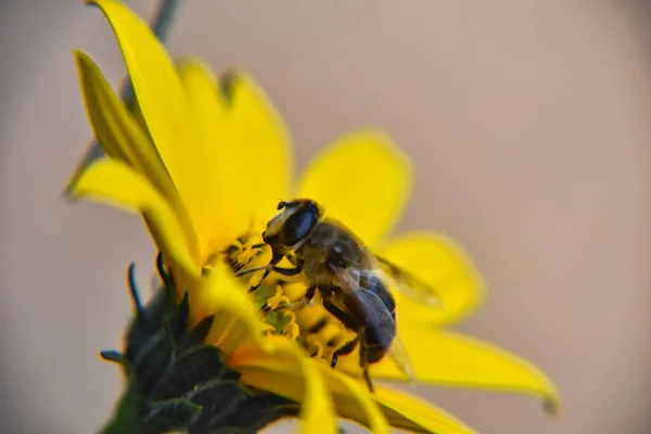 Nahaufnahme Einer Hummel Die Frühling Eine Gelbe Blume Bestäubt — Stockfoto