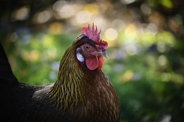 庭のぼやけた背景に鶏のクローズアップショット — ストック写真