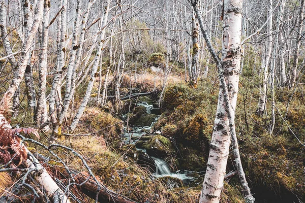 Bir Ormanın Doğal Görüntüsü Yaprakları Otları Olmayan Yaşlı Bir Ağaç — Stok fotoğraf