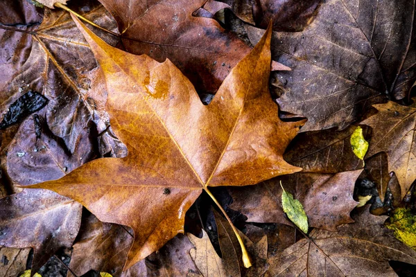 Сухие Осенние Листья Земле — стоковое фото