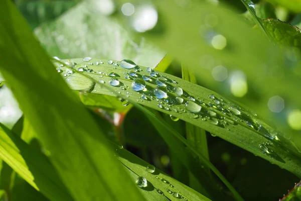 水滴特写在绿色的新鲜植物上的水滴特写 — 图库照片