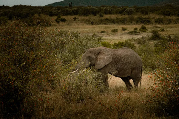 Een Olifant Het Veld Met Struiken Met Oranje Bessen Een — Stockfoto