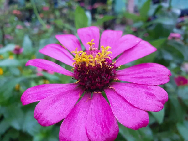 Closeup Shot Beautiful Purple Flower Blossoming Garden — Stockfoto