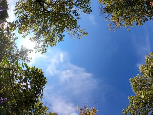 Ângulo Baixo Galhos Árvores Sob Céu Azul Brilhante — Fotografia de Stock