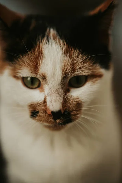 Vertical Portrait Tortoiseshell Cat — Stock Photo, Image