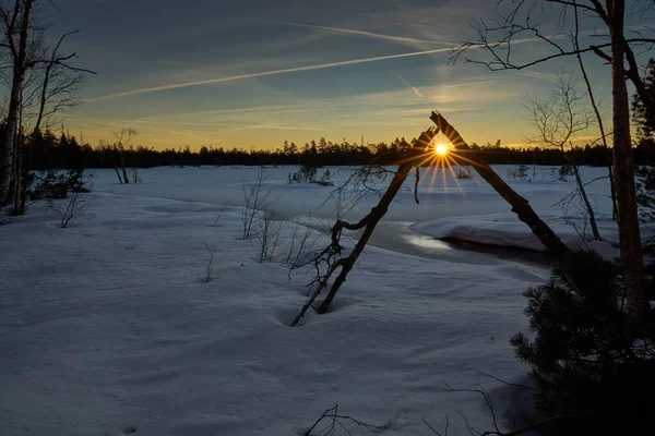 夕日を背景に木々や雪のショット — ストック写真