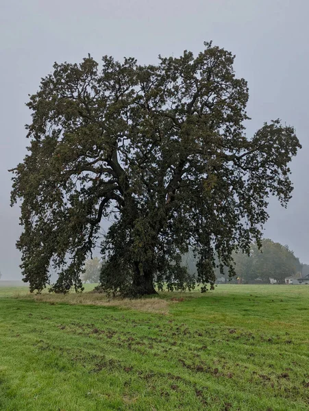 Eine Vertikale Aufnahme Eines Einsamen Baumes Vor Blauem Himmel Umgeben — Stockfoto