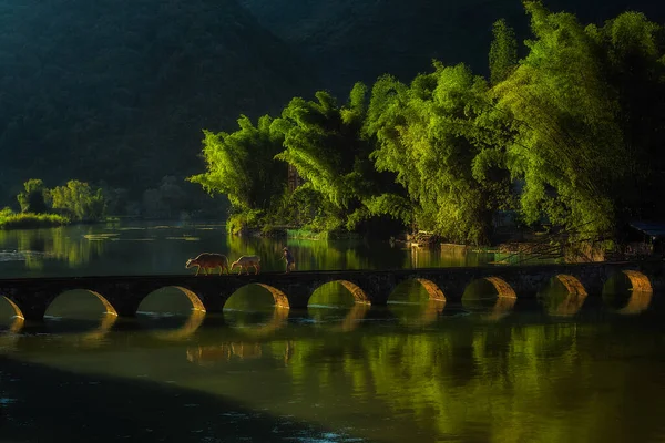Blick Auf Die Kühe Auf Der Bambusbrücke Über Den Fluss — Stockfoto