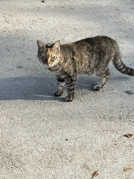 밖에서 길잃은 귀여운 고양이의 — 스톡 사진