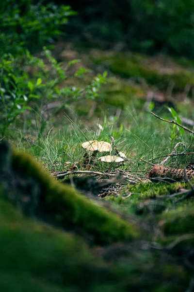 Eine Vertikale Aufnahme Der Pilze Wald — Stockfoto