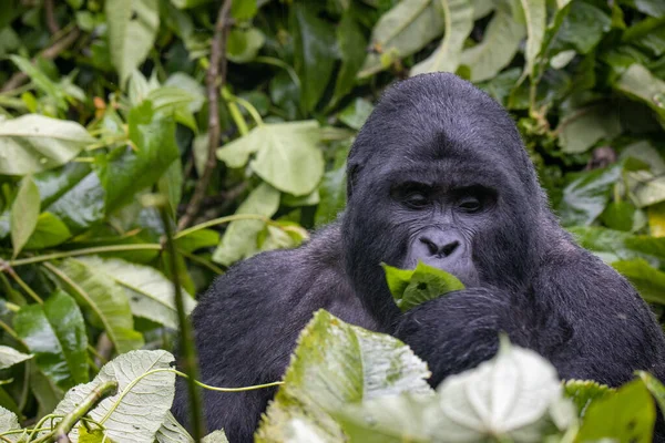 Der Highland Gorilla Frisst Grüne Blätter Bwindi Impenetrable National Park — Stockfoto