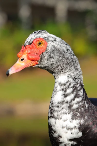 Egy Függőleges Lövés Egy Vadkacsáról — Stock Fotó