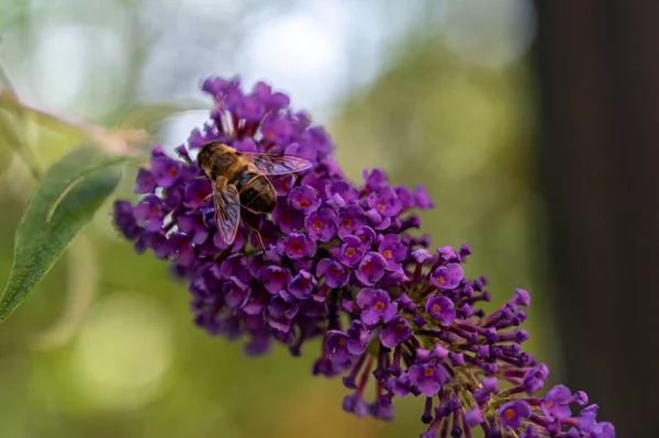 Closeup Bee Pollinating Beautiful Purple Lilacs — 图库照片