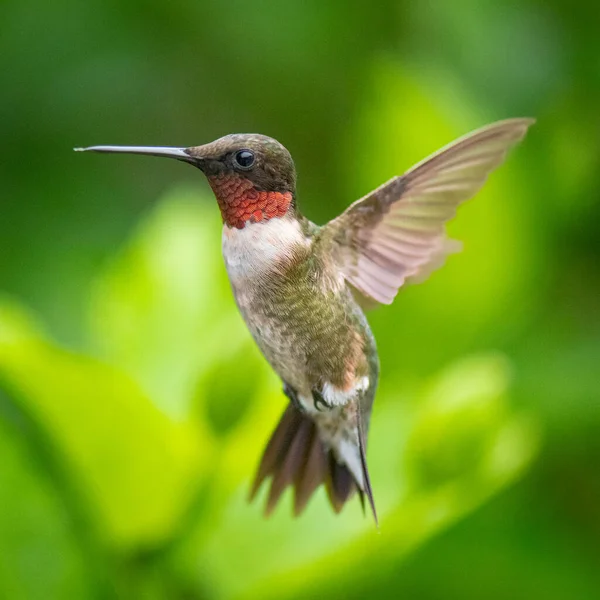 Una Messa Fuoco Selettiva Colibrì Volo — Foto Stock