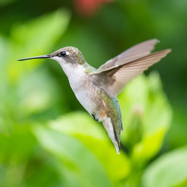 Una Messa Fuoco Selettiva Colibrì Volo — Foto Stock