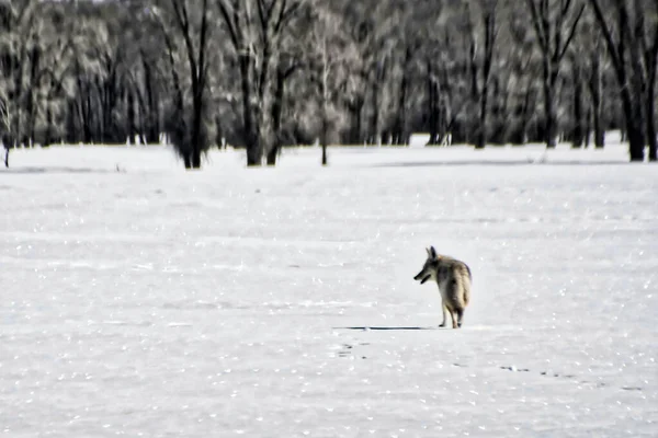 Grauer Wolf Zugefrorenen Wald Mit Schnee Bedeckt — Stockfoto