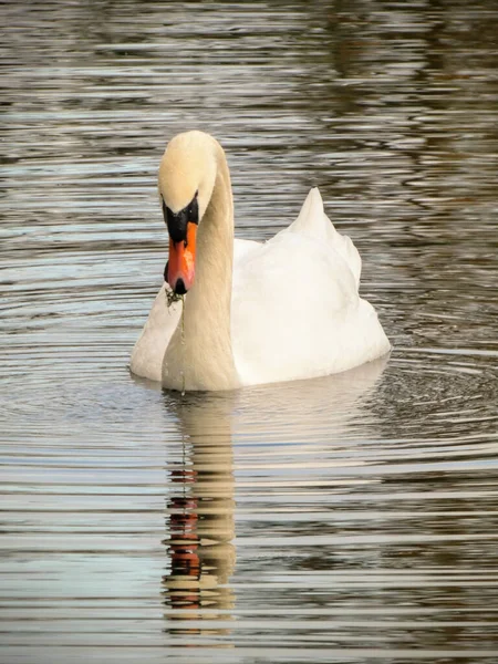 湖の優雅な白鳥の肖像画 — ストック写真