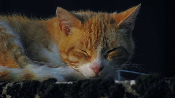 Een Portret Van Een Schattige Slaperige Gember Kat — Stockfoto