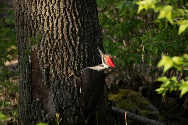 Closeup Shot Woodpecker Tree Trunk — Stock Photo, Image