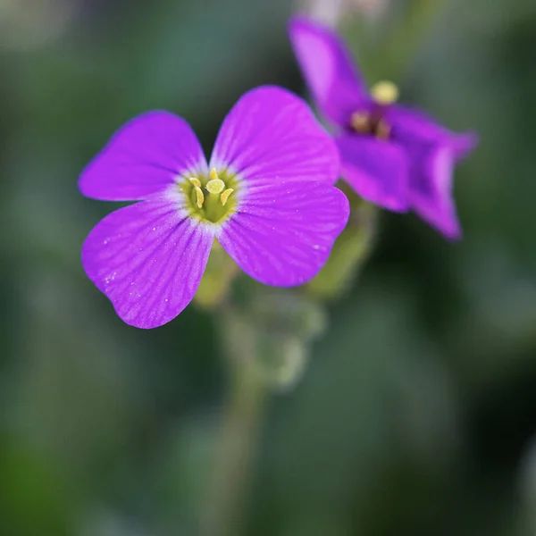Крупним Планом Квітка Фіолетової Скелі Розмитому Фоні — стокове фото
