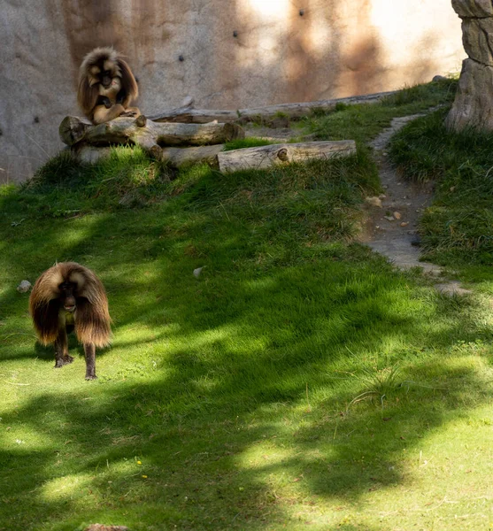 Plan Vertical Deux Singes Bruns Pelucheux Dans Zoo Par Temps — Photo