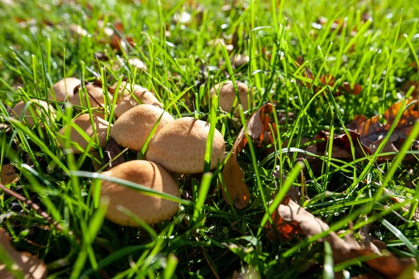 Beautiful Shot Mushrooms Forest Sunny Day — 图库照片