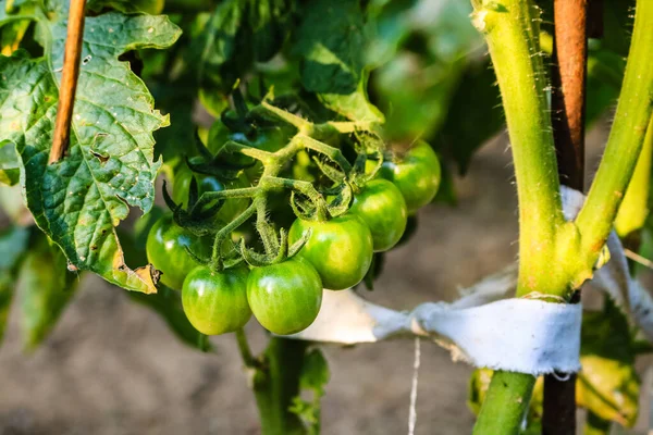 Närbild Tomater Växthuset — Stockfoto