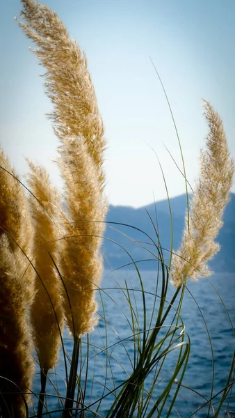 Vertical Growing Yellow Pampas Grasses Side Lake — Stock Photo, Image