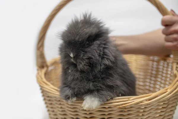 Man Holding Basket Little Furry Rabbit — Stock Photo, Image