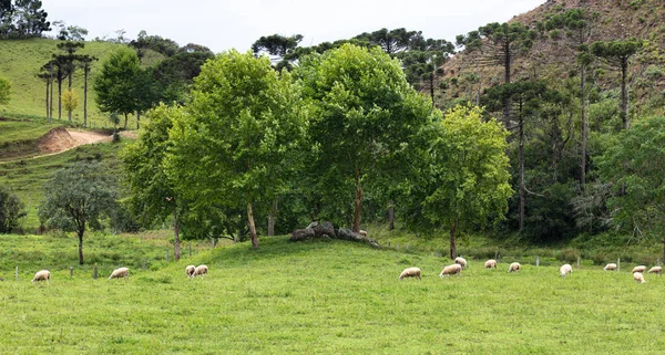 Eine Herde Schafe Weidet Frisches Grünes Gras Auf Dem Feld — Stockfoto
